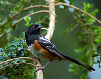 0033_SpottedTowhee