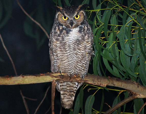 0010_GreatHornedOwl
