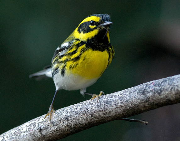 0005_TownsendsWarbler1