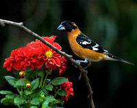 0027_MaleBlackHeadedGrosbeak2