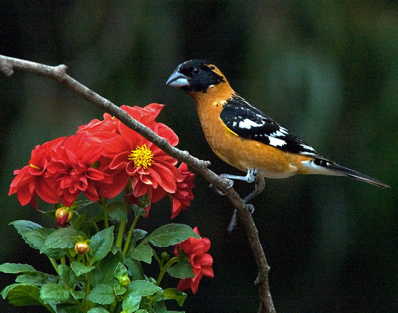 0027_MaleBlackHeadedGrosbeak2