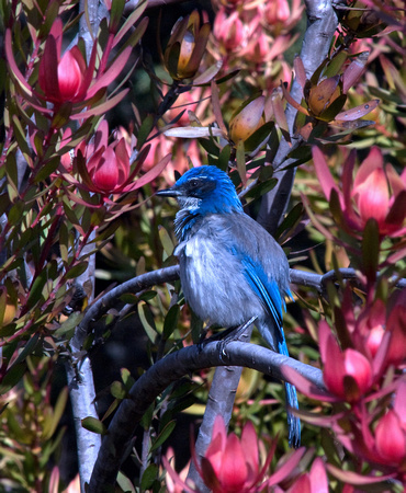 0032_ScrubJayUCSC