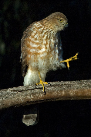 0082_SharpShinnedHawk4